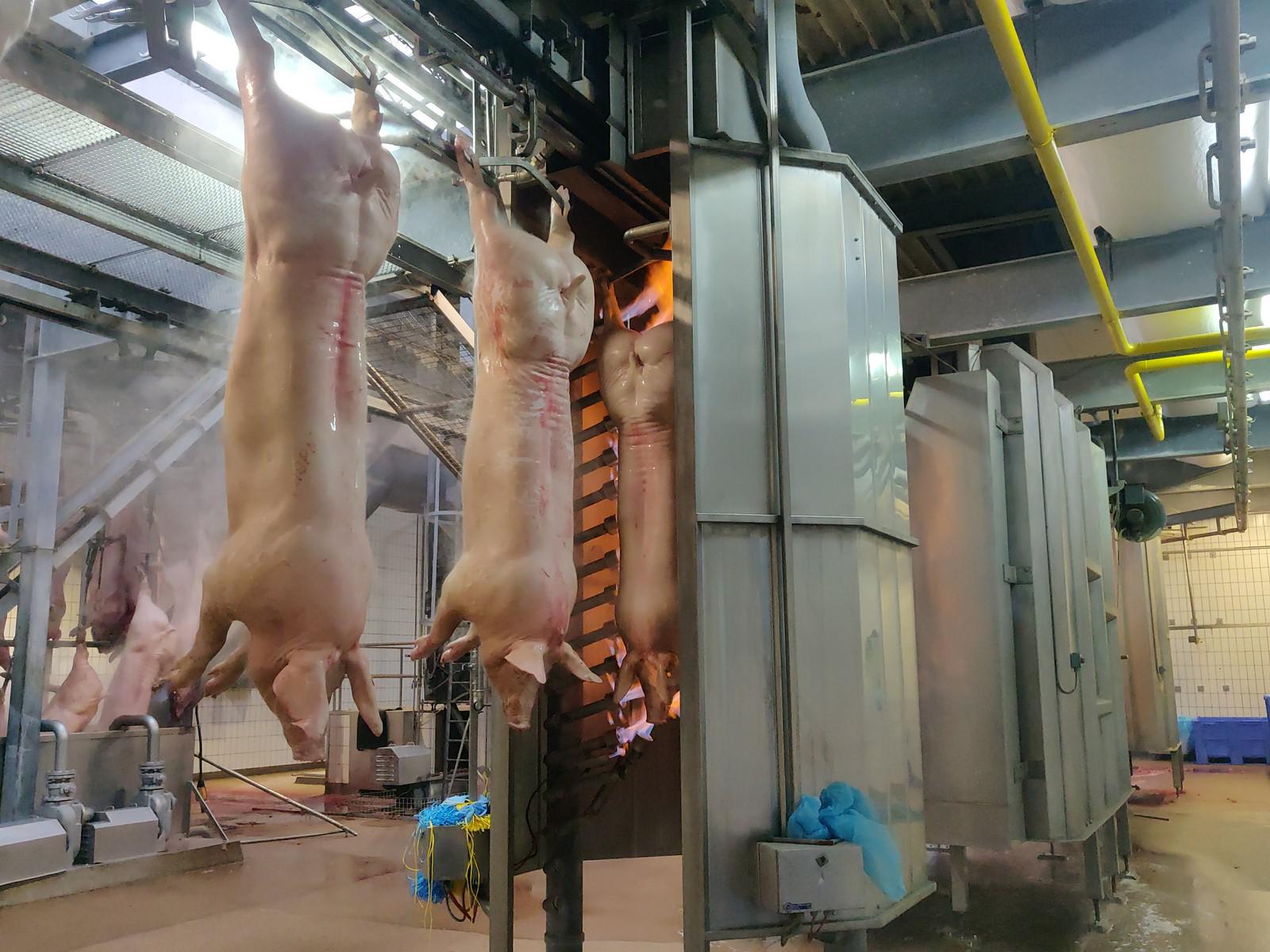 Used Pork 300 pph - Slaughterline