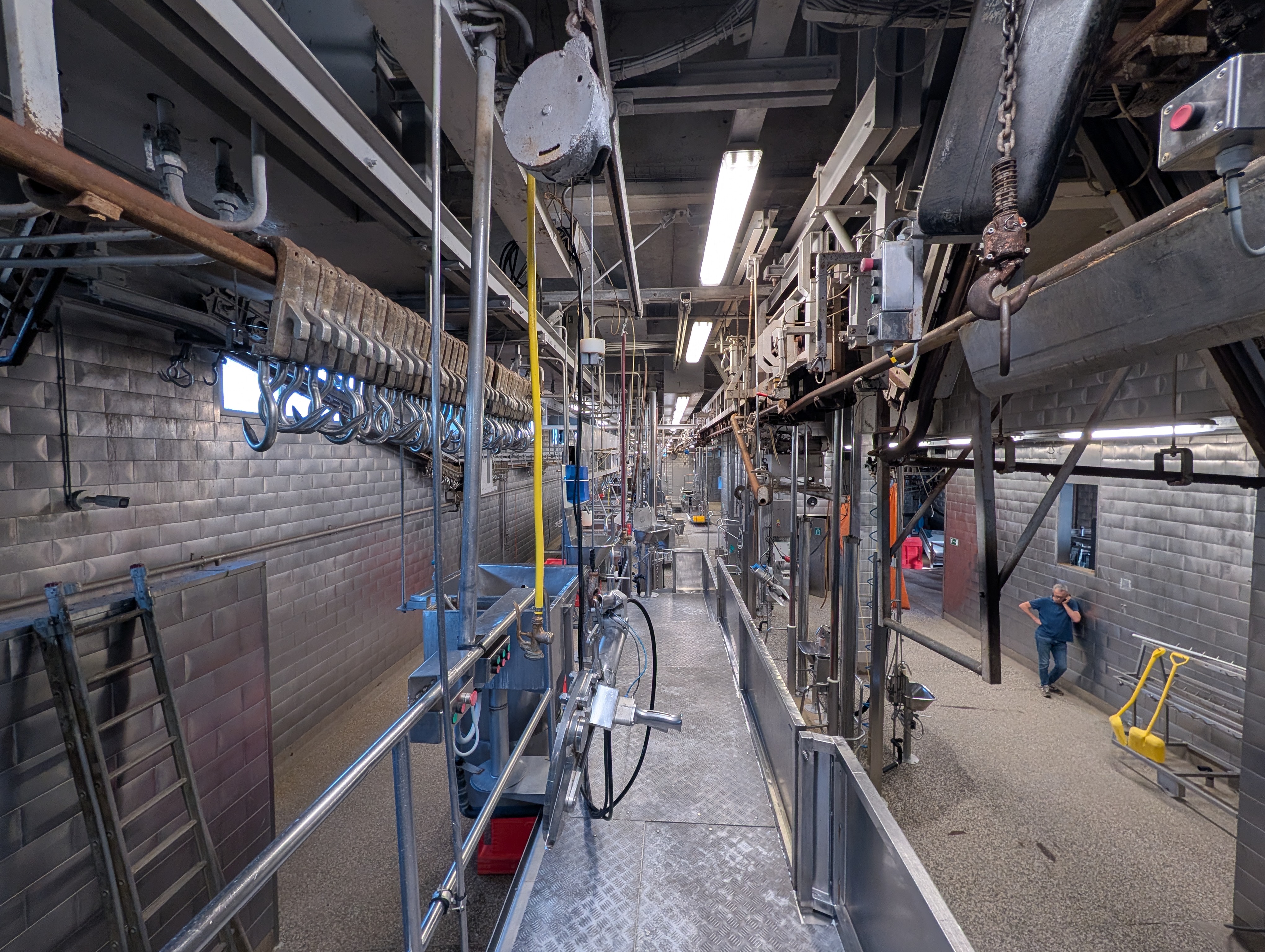 Used 50 cattle per hour slaughterline