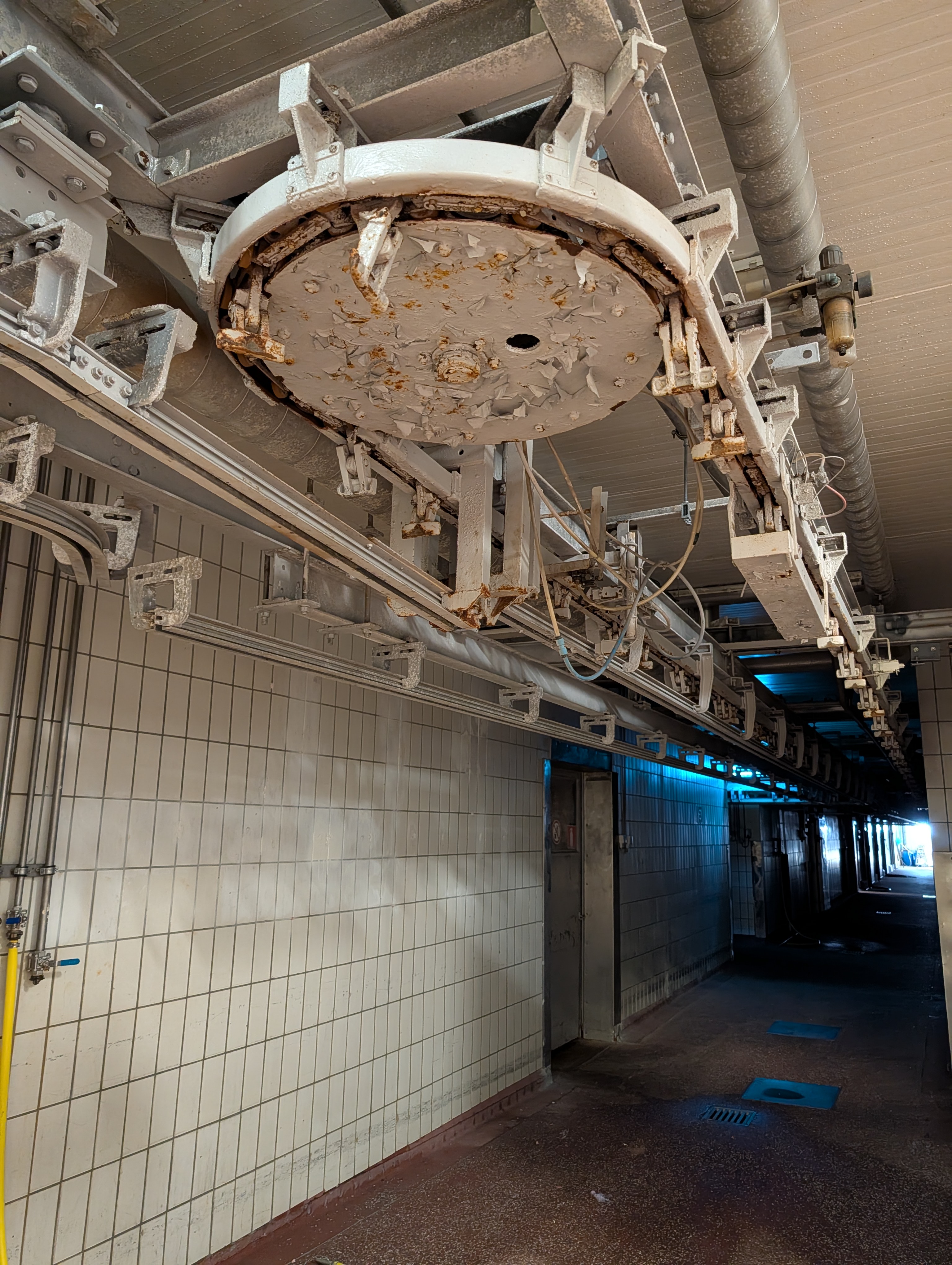 Used 50 cattle per hour slaughterline