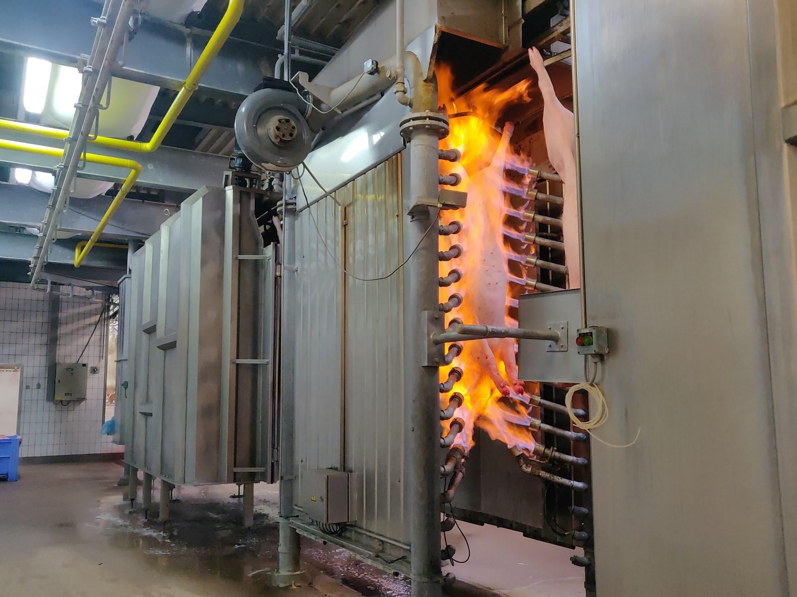 Used Pork 300 pph - Slaughterline