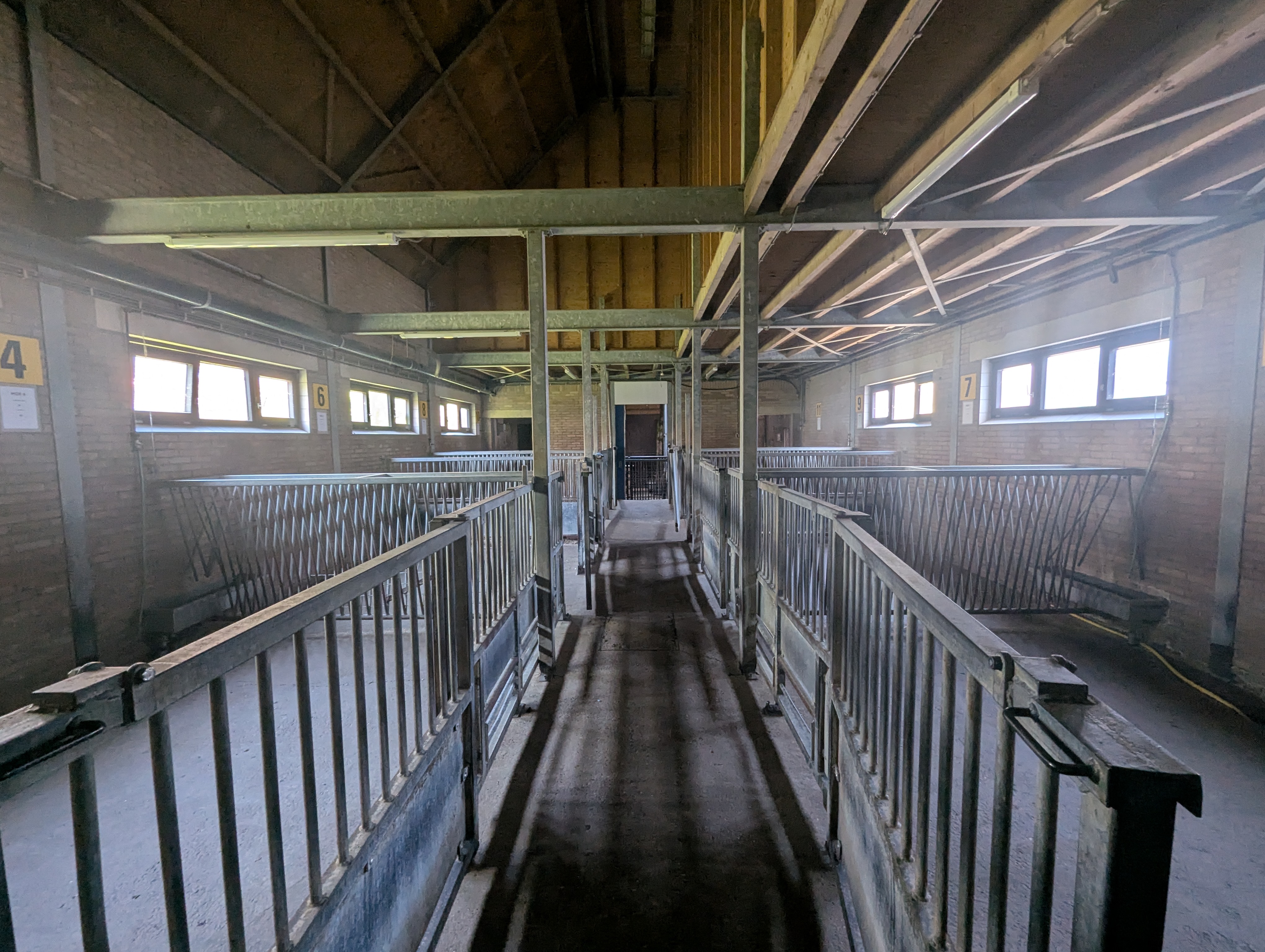 Used Sheep and cattle slaughterline