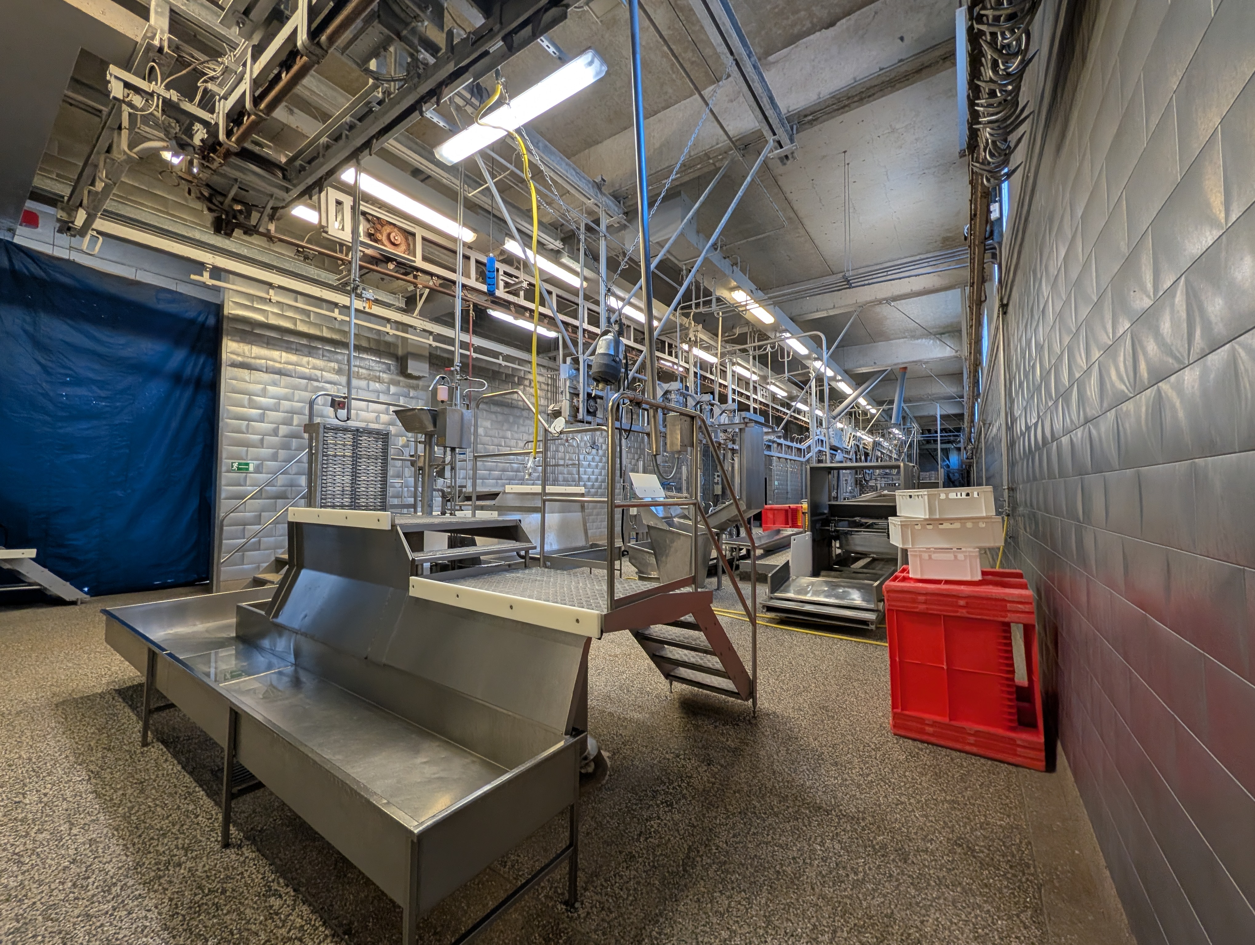 Used 50 cattle per hour slaughterline