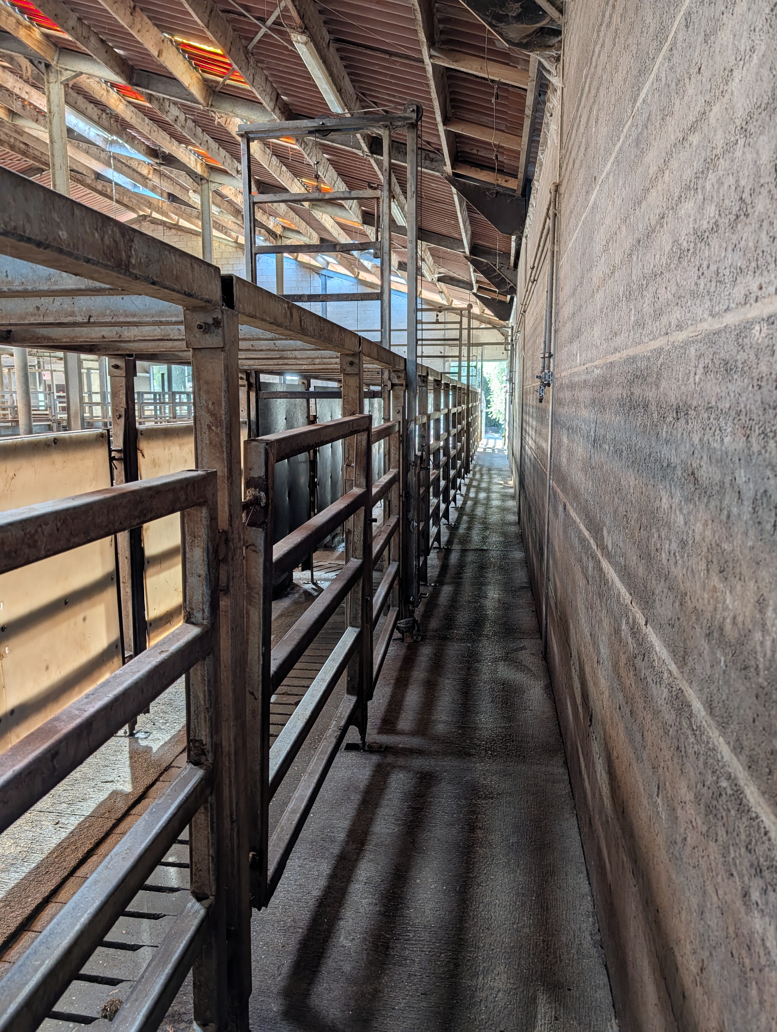 Used 50 cattle per hour slaughterline