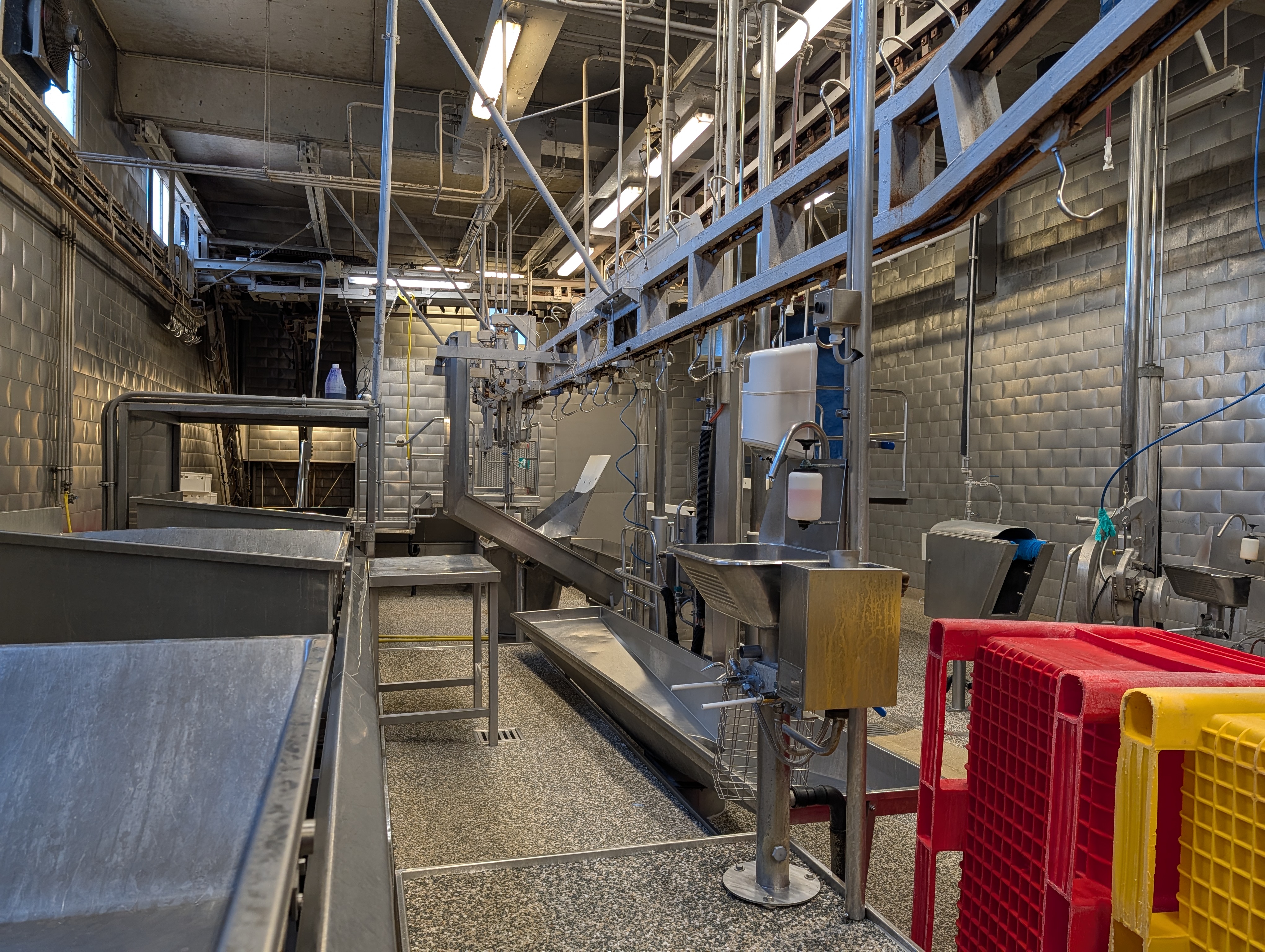 Used 50 cattle per hour slaughterline