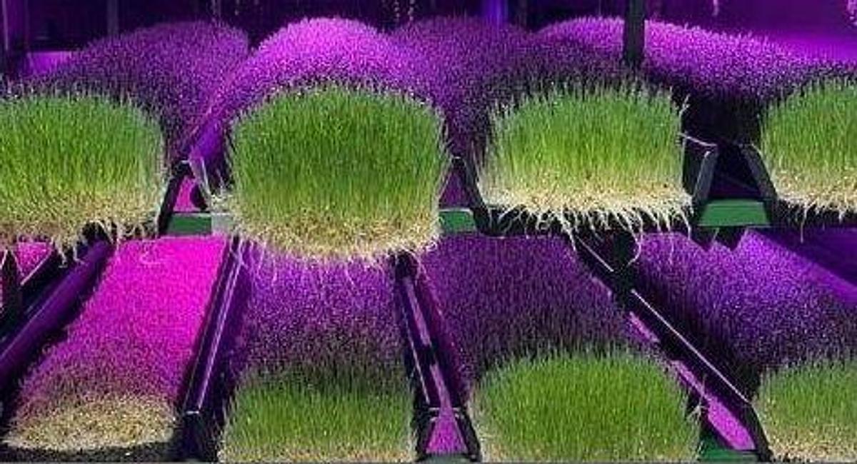 Used Hydroponic Container Growtech System