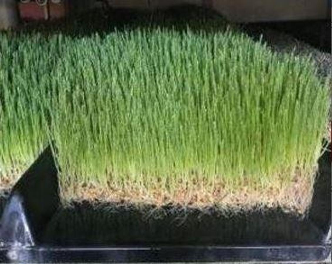 Used Hydroponic Container Growtech System