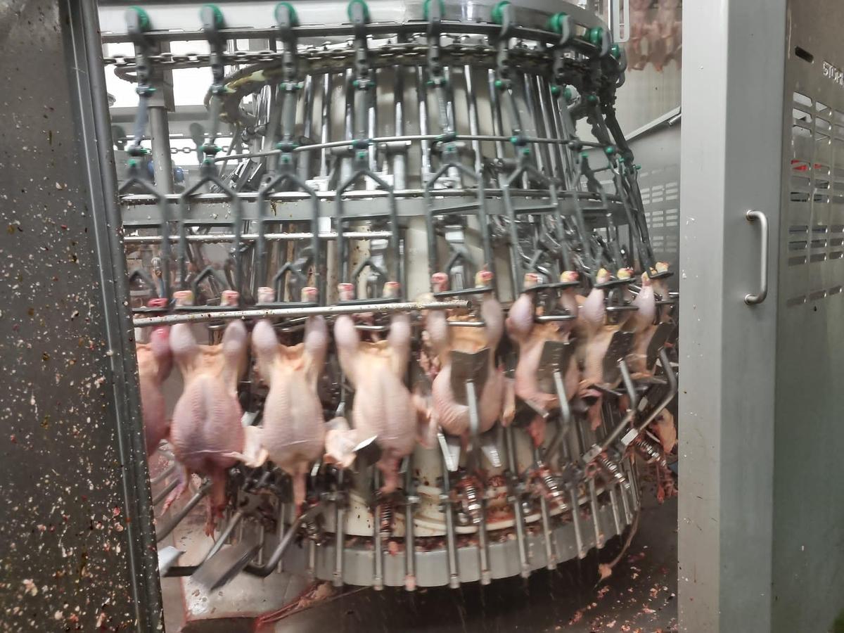 Used MAREL/MEYN Nuova