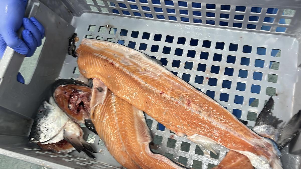 Used MAREL/CARNITECH 2630