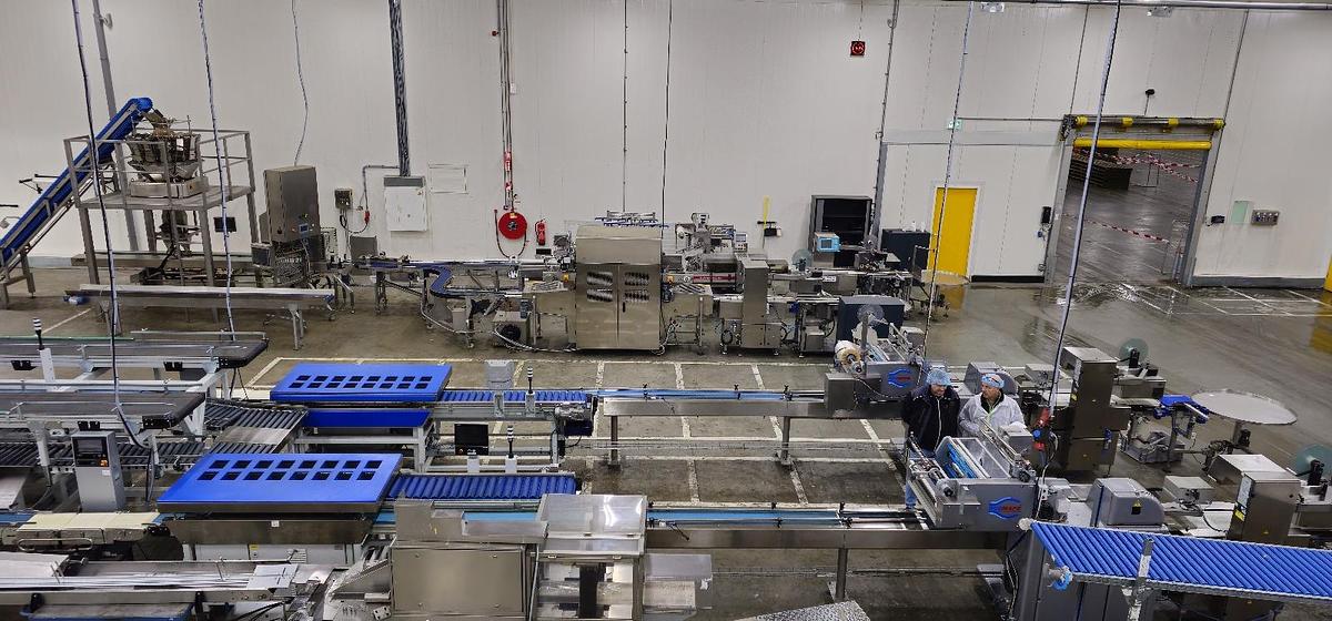 Used 2023 Viscon Complete weeg/ verpakkingslijn voor tros tomaten