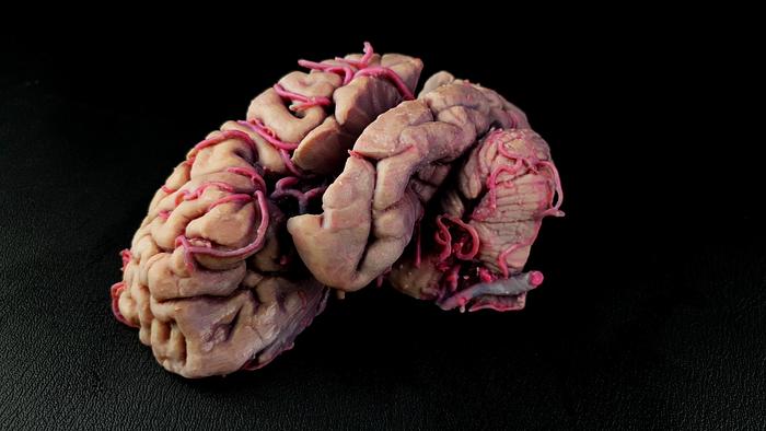 Used 2016 Stratasys J750 mit Upgrade auf J750DAP (Digital Anatomic Printer)