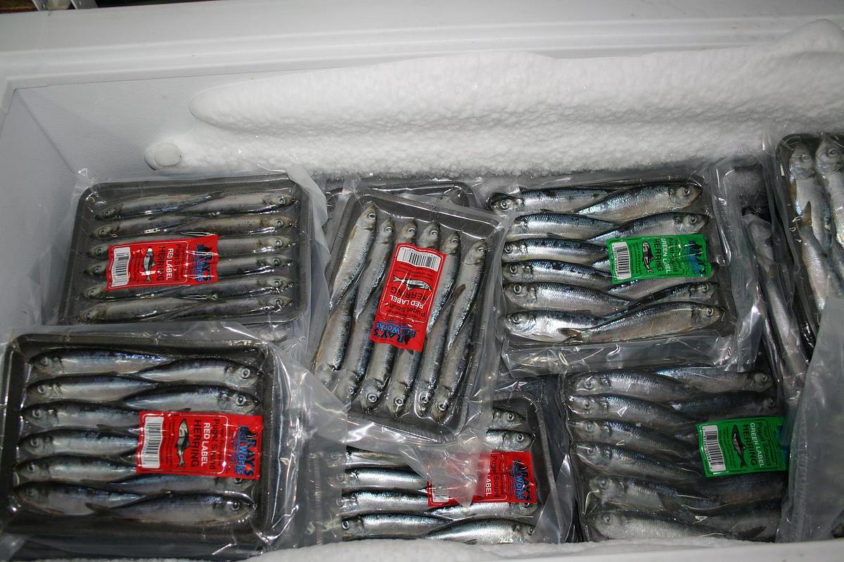 Used Frozen Herring