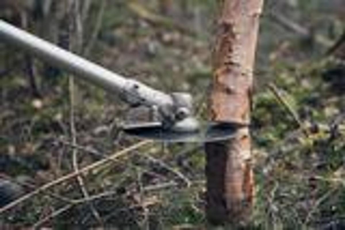 HUSQVARNA 555FX