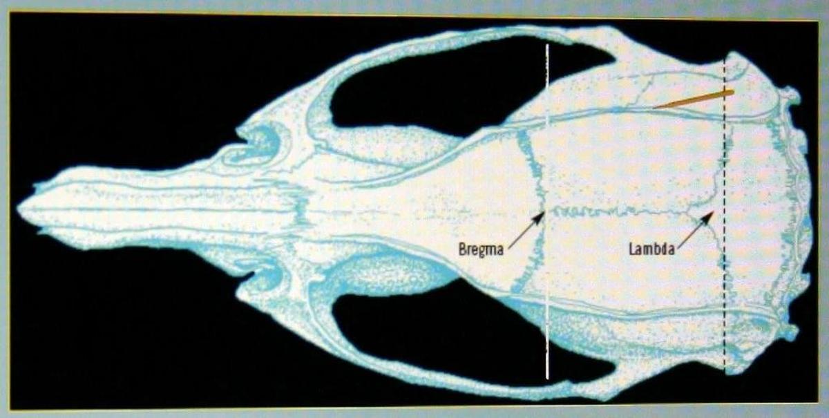 RWD AUTOMATED MOTORIZED STEREOTAXIC INSTRUMENT, MODEL 71001-S, INJECTOR & LAPTOP