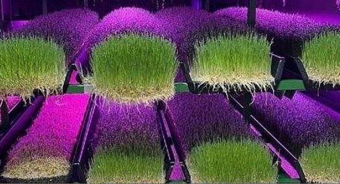 Used Hydroponic Container Growtech System