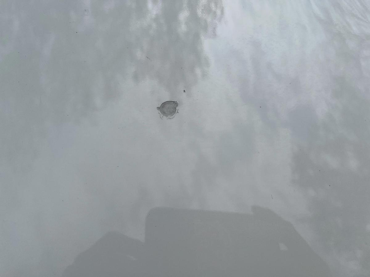 Used 1981 Chevrolet Corvette