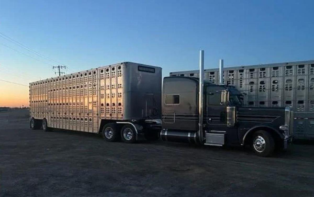 Used 2024 Peterbilt 389 Sleeper Semi Truck