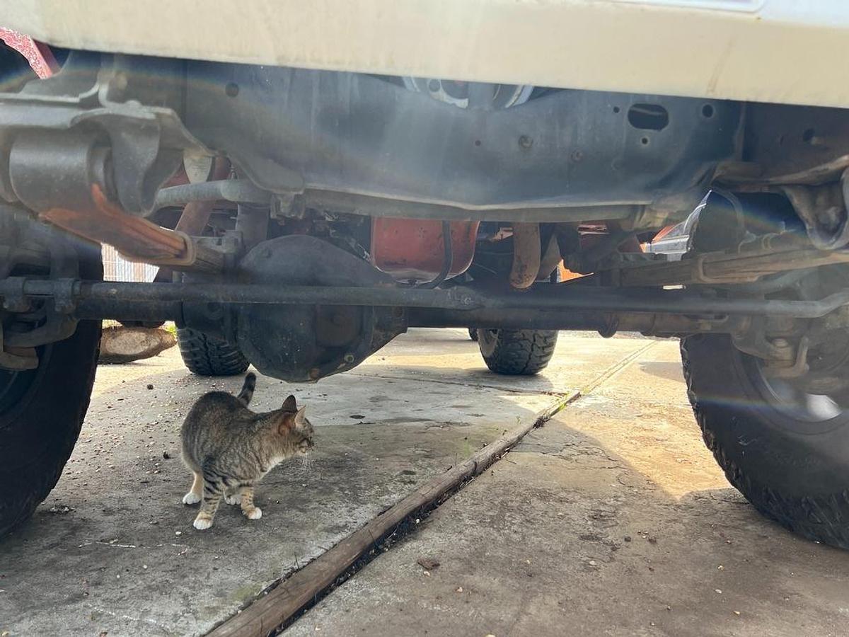 Used 1966 International Scout 800 Half Cab Pickup