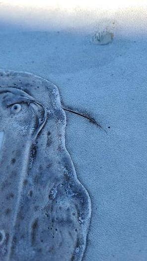 Used 2018 Palomino SolAire Expandable 147X