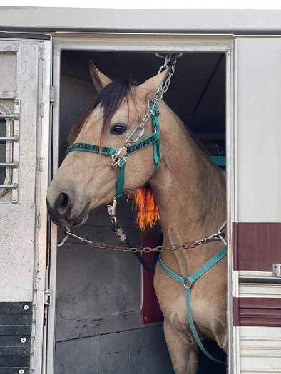 Used 1986 Lite Line 9 Horse Trailer