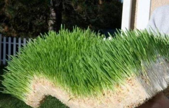 Used Hydroponic Container Growtech System