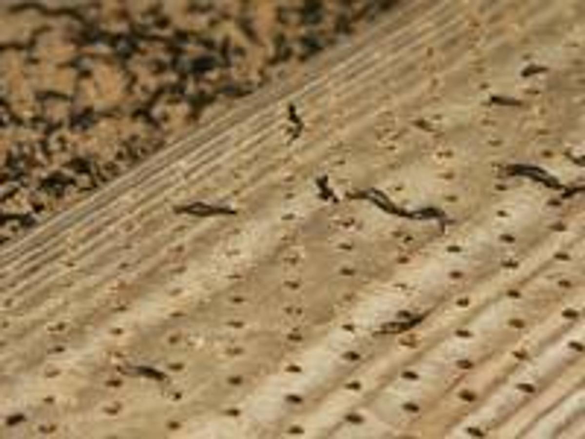 Nonwoven, Wooden Pinned Lags (New)