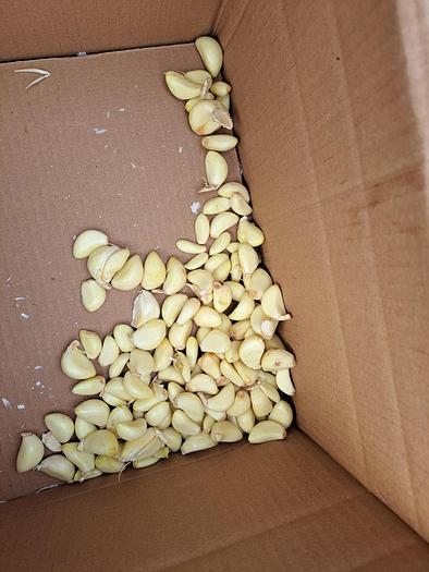 Used Peeler, Garlic, Genyond, Model GY-200, 440 Lbs Per Hr #C744916