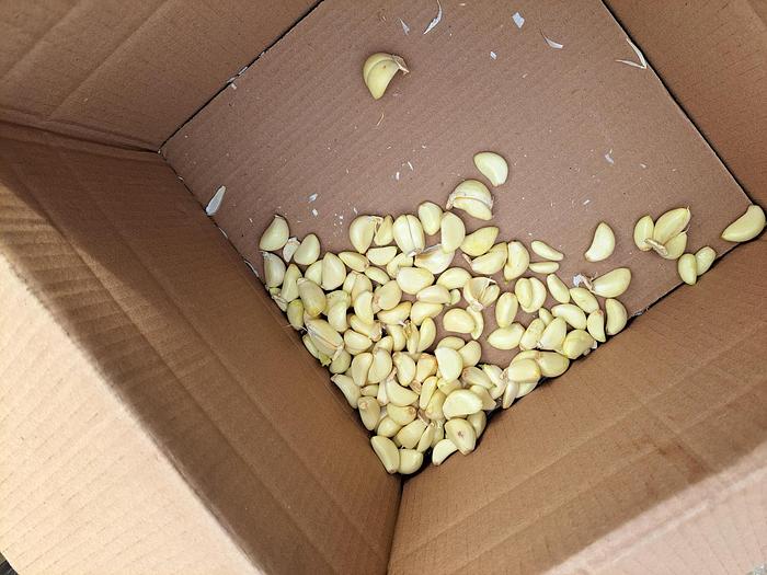 Used Peeler, Garlic, Genyond, Model GY-200, 440 Lbs Per Hr #C744916