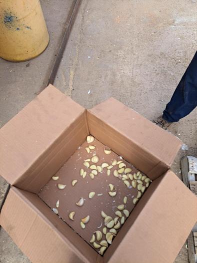 Used Peeler, Garlic, Genyond, Model GY-200, 440 Lbs Per Hr #C744916