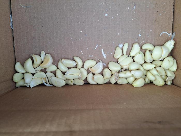 Used Peeler, Garlic, Genyond, Model GY-200, 440 Lbs Per Hr #C744916