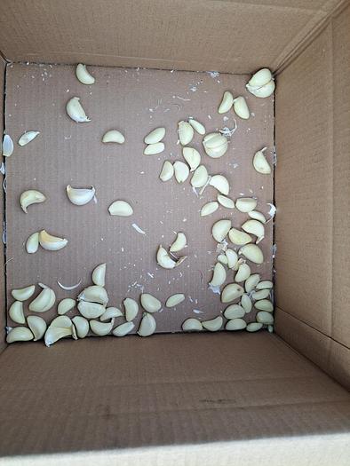 Used Peeler, Garlic, Genyond, Model GY-200, 440 Lbs Per Hr #C744916