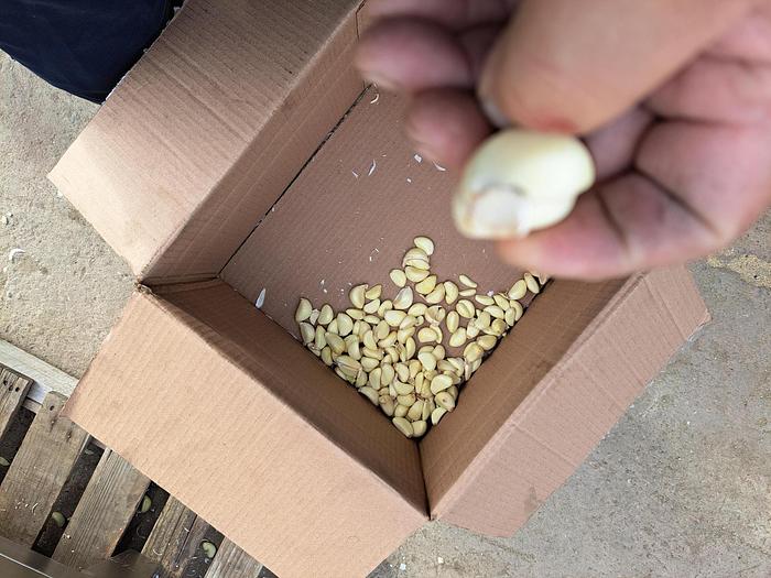 Used Peeler, Garlic, Genyond, Model GY-200, 440 Lbs Per Hr #C744916