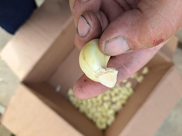 Used Peeler, Garlic, Genyond, Model GY-200, 440 Lbs Per Hr #C744916