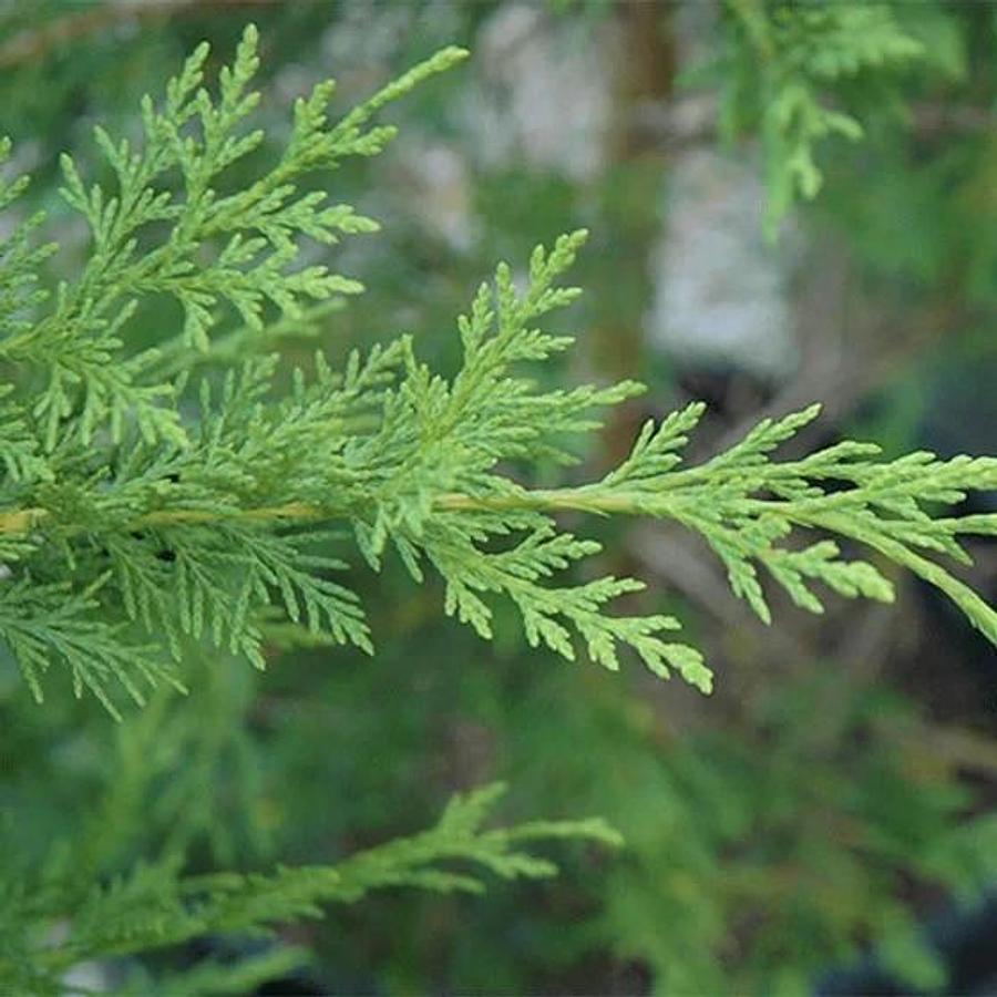 Used 15 Leyland Cypress 6-7" Tree Cuttings Privacy Screen 3-5 FT/year Fast Growing