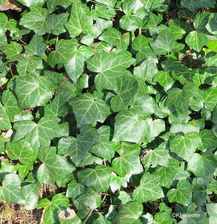 Used (100) Cuttings of Deep Green English Ivy Vine  (100 non rooted Cuttings) 6"-12"