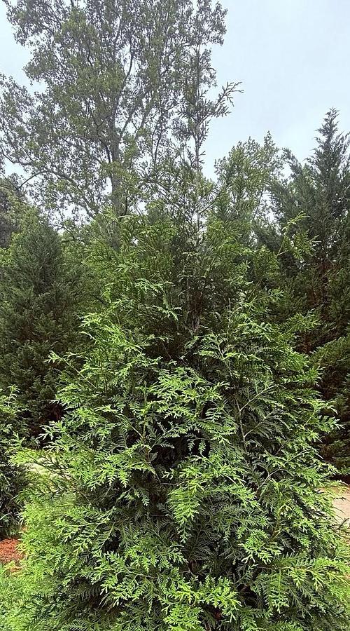 Used Green Giant Arbovitae (35 cuttings) Fresh S.C. 7-8" Tree Cuttings Privacy Screen