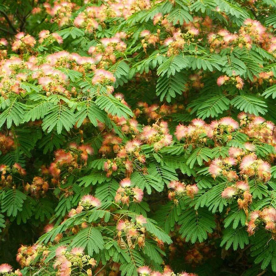 Used (lot of 20) Pink Mimosa Fresh Tree Cuttings, Unrooted Cuttings 7-8" honey bees ❤