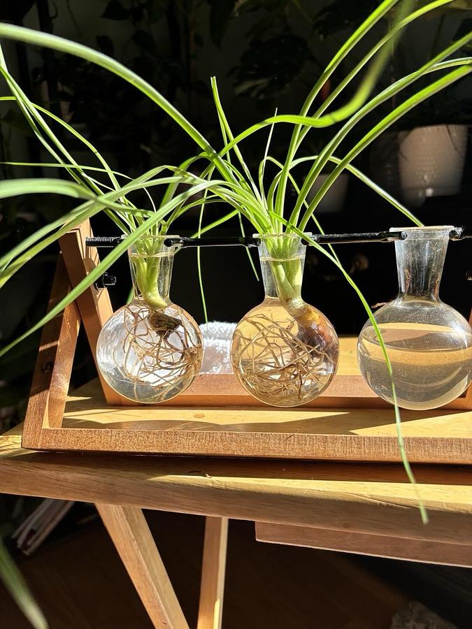 Used 35 Fresh SC Leyland Cypress 6-8" Tree Cuttings Privacy Screen Fast Growing