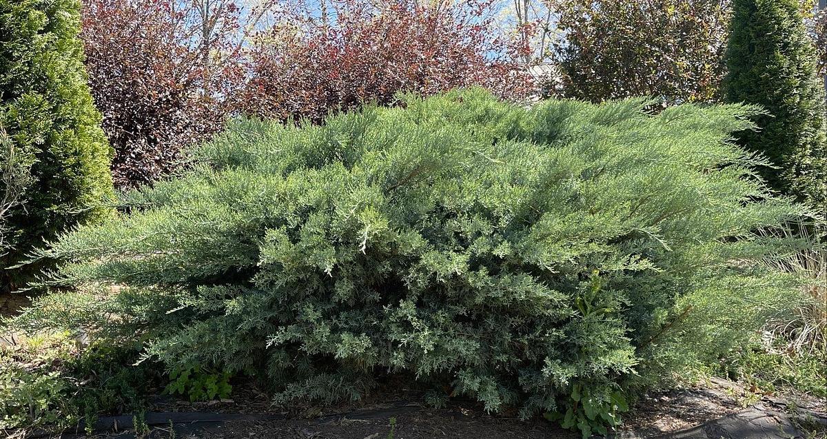Used (50) Fresh 6-7" Cuttings from Grey Owl Spreading Juniper EVERGREEN for rooting