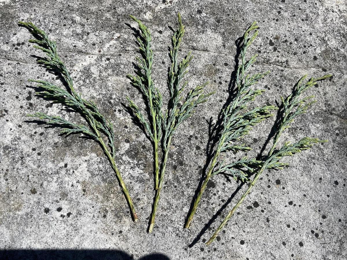 Used (50) Fresh 6-7" Cuttings from Grey Owl Spreading Juniper EVERGREEN for rooting