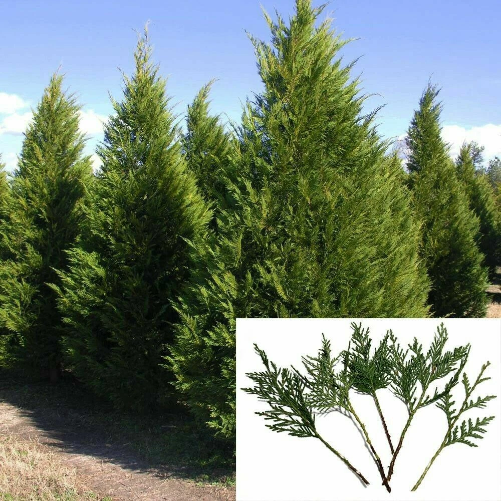 Used 20 Leyland Cypress 7-8" Tree Cuttings Privacy Screen 3-5 FT/year Fast Growing