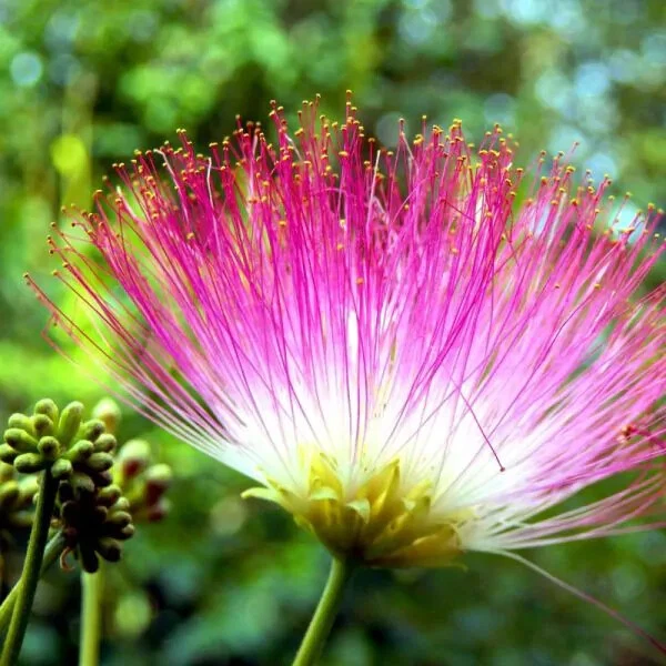 Used (lot of 30) Pink Mimosa Fresh Tree Cuttings, Unrooted Cuttings 7-8" honey bees ❤