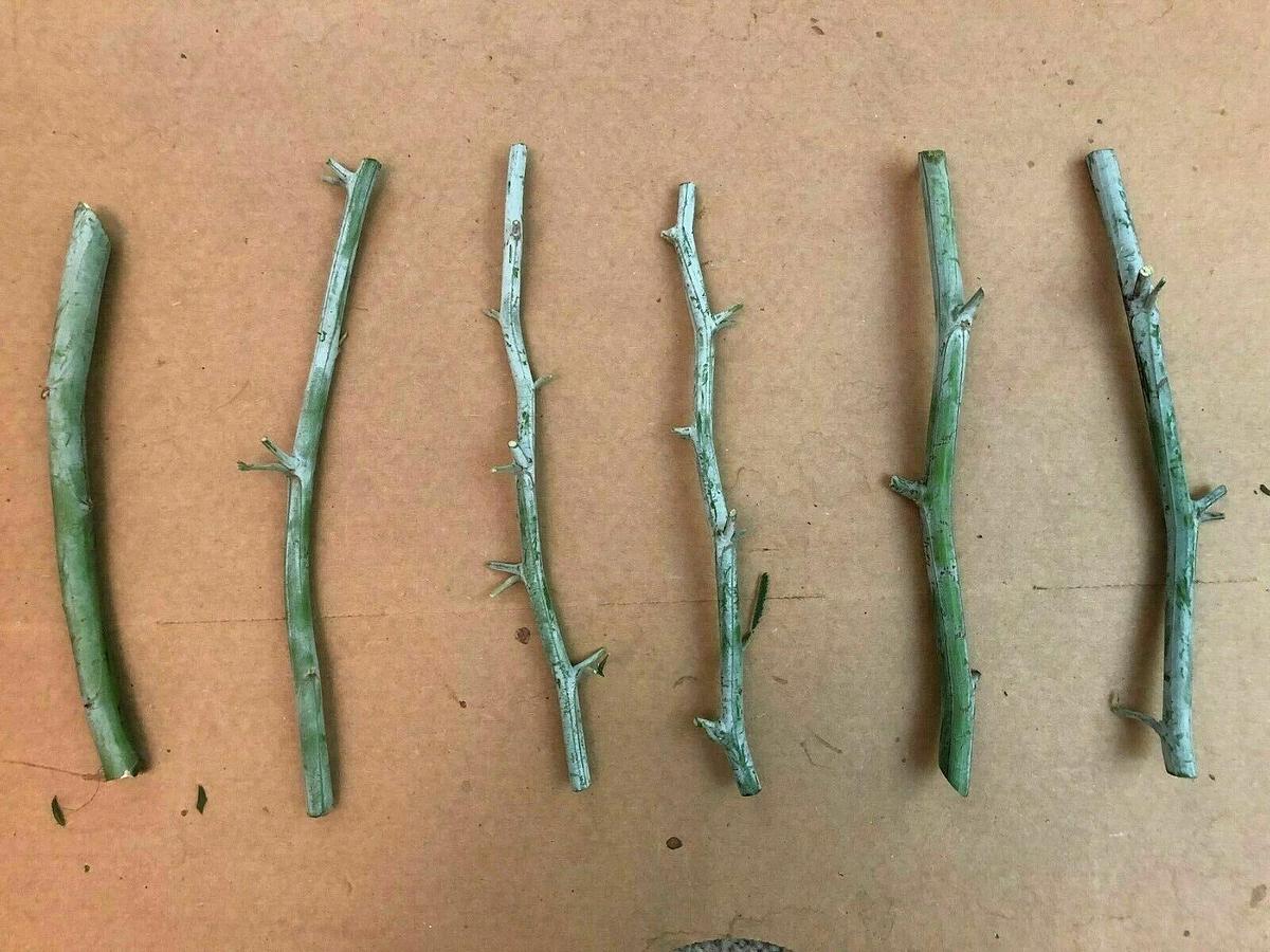 Used (lot of 20) Pink Mimosa Fresh Tree Cuttings, Unrooted Cuttings 7-8" honey bees ❤