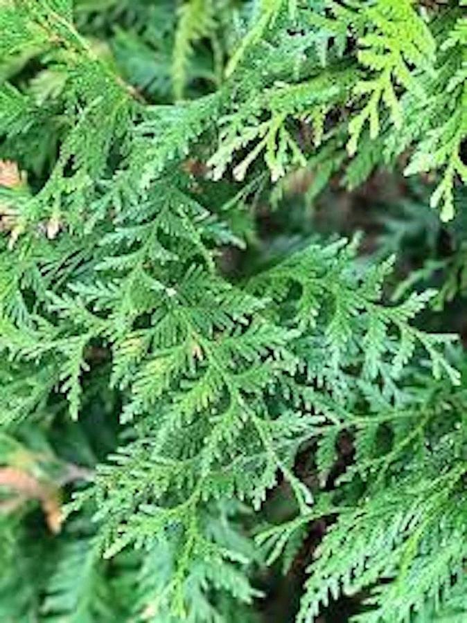 Used Green Giant Arbovitae (35 cuttings) Fresh S.C. 7-8" Tree Cuttings Privacy Screen