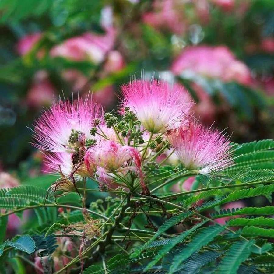 Used (lot of 20) Pink Mimosa Fresh Tree Cuttings, Unrooted Cuttings 7-8" honey bees ❤