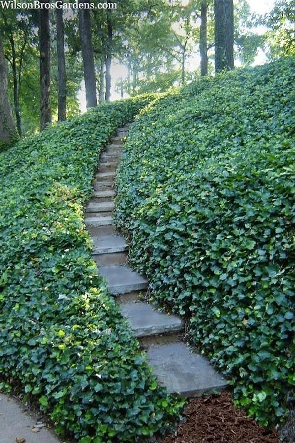 Used (25) Cuttings of Deep Green English Ivy Vine  (25 non rooted Cuttings)