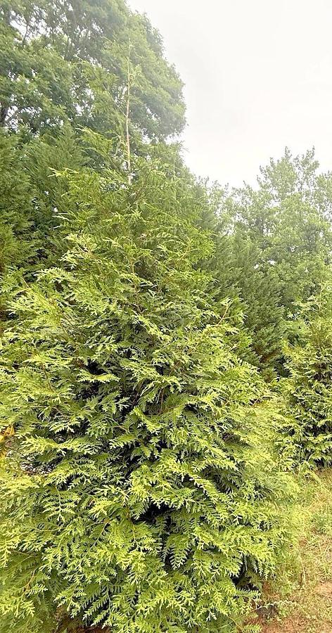 Used Green Giant Arbovitae (35 cuttings) Fresh S.C. 7-8" Tree Cuttings Privacy Screen