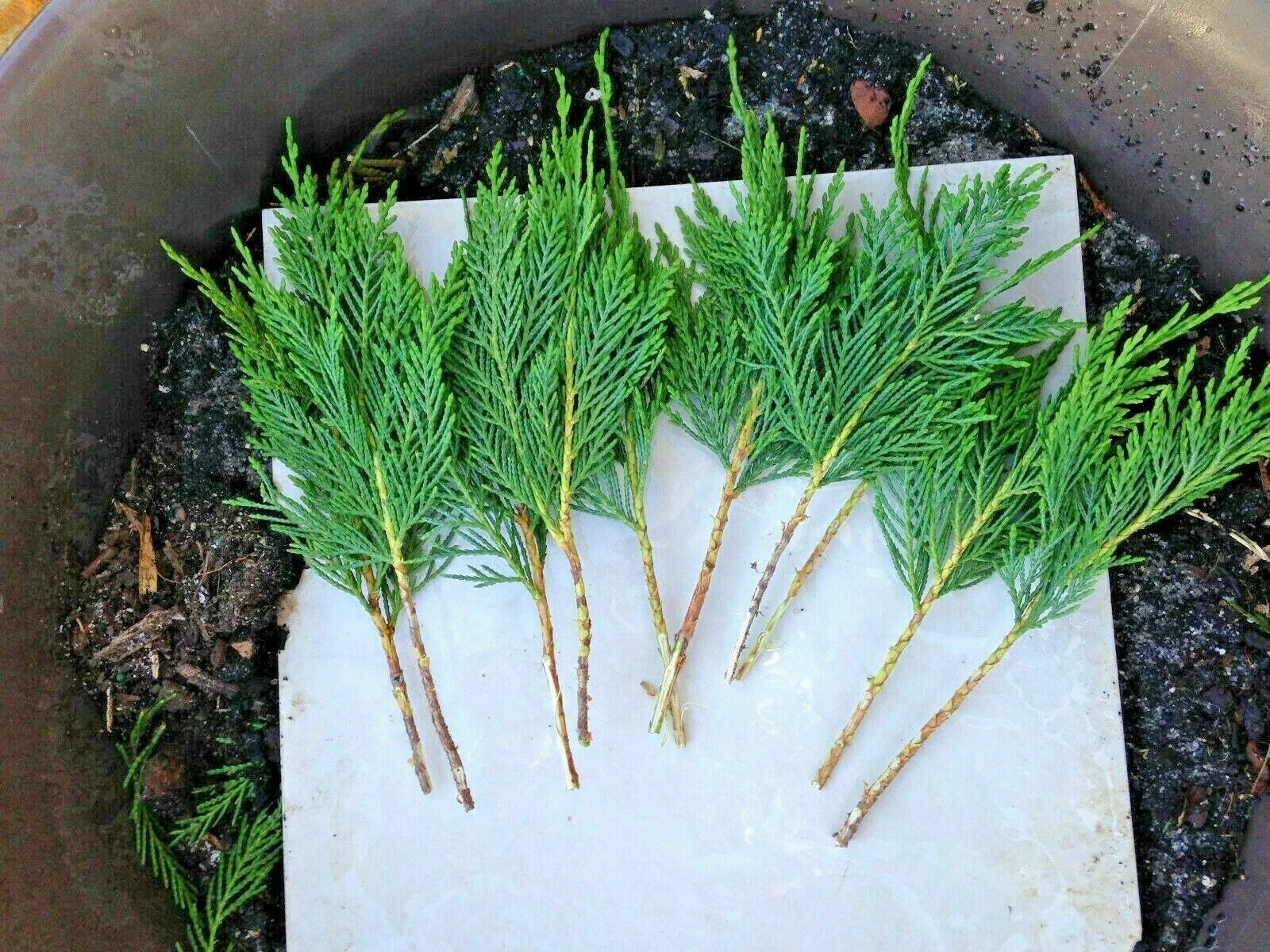 Used 20 Leyland Cypress 7-8" Tree Cuttings Privacy Screen 3-5 FT/year Fast Growing