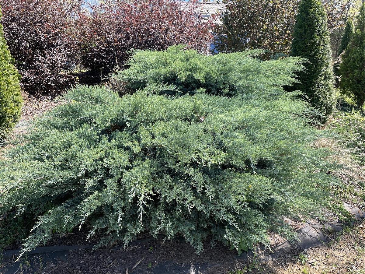 Used (50) Fresh 6-7" Cuttings from Grey Owl Spreading Juniper EVERGREEN for rooting