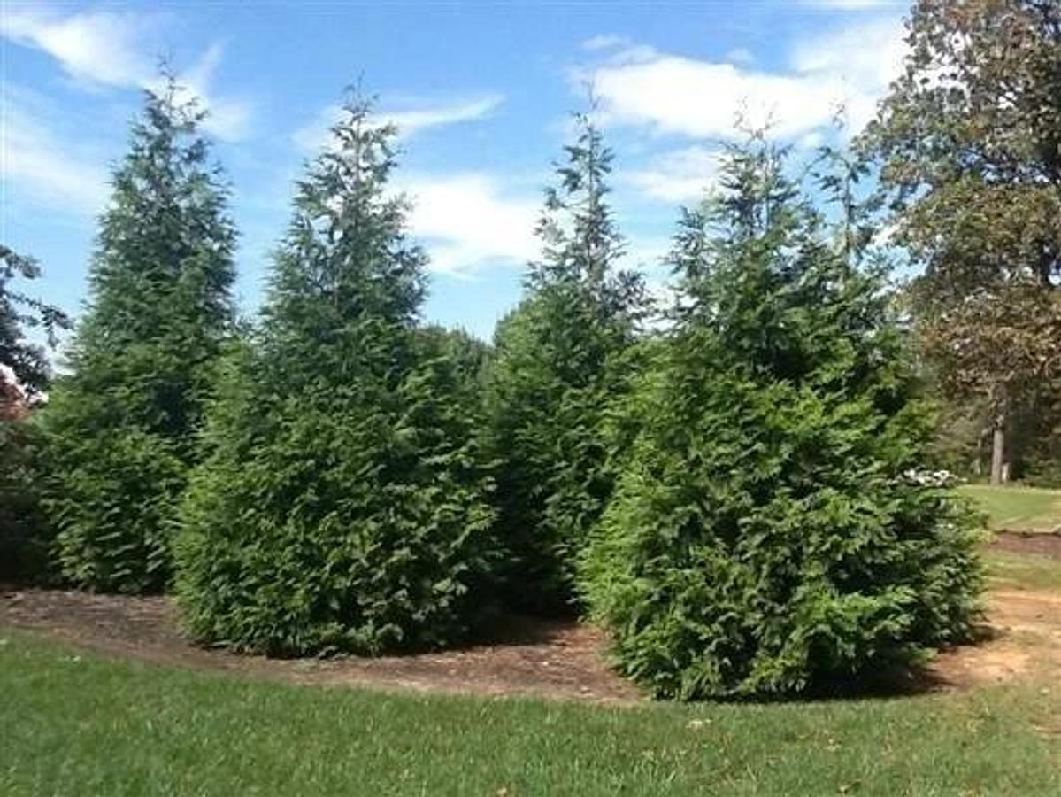 Used Green Giant Arbovitae (35 cuttings) Fresh S.C. 7-8" Tree Cuttings Privacy Screen