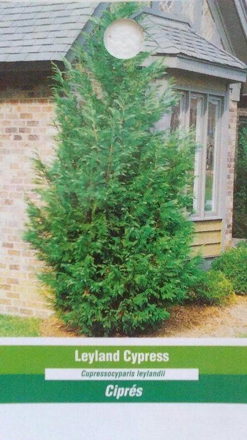 Used 35 Fresh SC Leyland Cypress 6-8" Tree Cuttings Privacy Screen Fast Growing